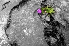 The Burren