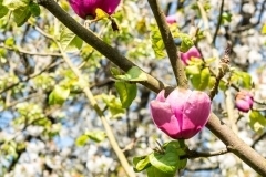 Berville-en-Roumois, Magnolia