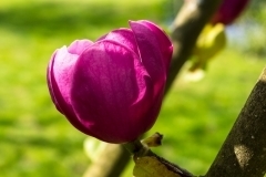 Berville-en-Roumois, Magnolia