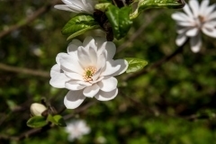 Berville-en-Roumois, Magnolia